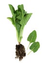 Healthy Organic Spinach Plant Root And Leaves