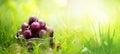 Healthy organic summer food harvest; fresh cherry fruit on a green grass background