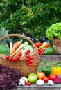 Healthy Organic Vegetables Royalty Free Stock Photo