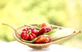 Healthy Organic Vegetables in a Wood Basket Royalty Free Stock Photo