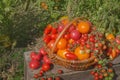 Healthy organic vegetables on a wooden background Royalty Free Stock Photo