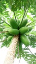 Healthy papaya tropical fruit