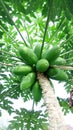 Healthy papaya tropical fruit