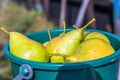 Healthy pears close up shot on green plastic bucket