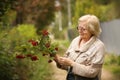 Healthy. pensioner woman in garden with viburnum berries collect harvest close up photo