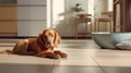 a healthy pet dog lying on the floor of a room waiting for food