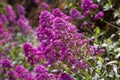 Healthy pink buddleja bush in full flowering bloom