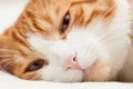healthy pink nose of a impudent domestic cat