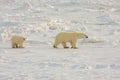 Healthy Polar Bear mother and cub Royalty Free Stock Photo