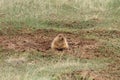 Healthy prairie dog Royalty Free Stock Photo