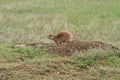 Healthy prairie dog Royalty Free Stock Photo