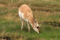 Healthy pronghorn deer