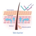 Healthy protective skin barrier vector on white background. Royalty Free Stock Photo