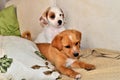 Healthy Puppies on the Couch Royalty Free Stock Photo