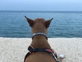 Healthy purebred dog photographed outdoors in the nature on a cloudy day