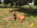 Healthy purebred dog photographed outdoors in the nature on a sunny day