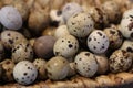 Healthy quail eggs stock photo. Easter Background stock photo.