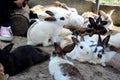 A lots of cute bunnies in the backyard farm