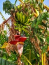 Healthy raw banana bunch on tree,green banana fruit during daytime,banana tree showing ripening fruit Royalty Free Stock Photo