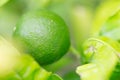 Healthy raw lime, lemon, citrus on a branch Royalty Free Stock Photo