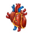 Healthy Realistic Human Heart Vector Illustration Royalty Free Stock Photo