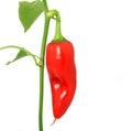 Healthy red banana pepper food, with stalk Royalty Free Stock Photo