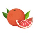 Healthy red grapefruit and half . Isolated vector fruit in flat style. Summer clipart for design Royalty Free Stock Photo