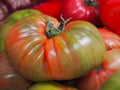 Healthy red and green tomatoes at spanish market. Variety of tomatoes `valenciano`. Spain.Valencia