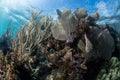 Healthy Reef in Caribbean Sea Royalty Free Stock Photo