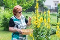 Healthy retirement gardening in organic garden