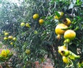 Healthy ripen pomegranates in a tree