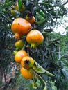 Healthy ripen pomegranates in a tree