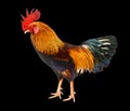 Healthy Rooster