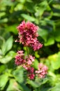 Healthy rosebush buddleia butterfly in bloom. Beautiful pink flower close-up.
