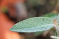 Healthy sage close up Royalty Free Stock Photo