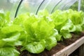 Healthy salad greens in a greenhouse