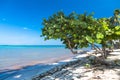 Healthy sea grape tree in the tropical beach Royalty Free Stock Photo