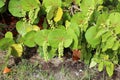 Healthy sea grape tree Royalty Free Stock Photo