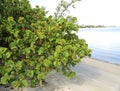 Healthy sea grape tree Royalty Free Stock Photo