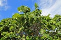 Healthy sea grape tree Royalty Free Stock Photo