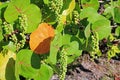 Healthy sea grape tree Royalty Free Stock Photo