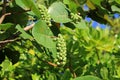 Healthy sea grape tree Royalty Free Stock Photo