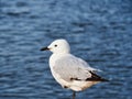 Healthy Seagull Perched on One Leg Beside Ocean Royalty Free Stock Photo