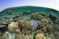 Healthy, Shallow Coral Reef Near Komodo, Indonesia