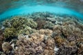 Healthy, Shallow Pacific Coral Reef Royalty Free Stock Photo