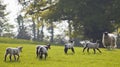 Healthy sheep and livestock, Idyllic Rural, UK