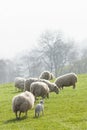 Healthy sheep and livestock, Idyllic Rural, UK