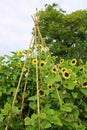 Healthy shrubs, trees, and gorgeous sunflowers in side garden of country home