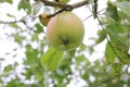 Healthy and sick apple on one branch. Strong and weak