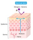 Healthy skin cell layer. normal skin helps retain moisture and protect from external stimuli. Beauty and healthy skin care concept